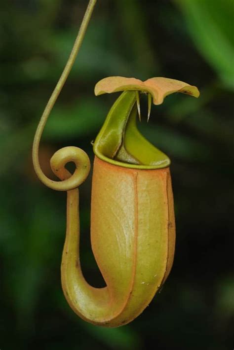 A close look at the carnivorous nepenthes flower. Freshwater Aquarium ...