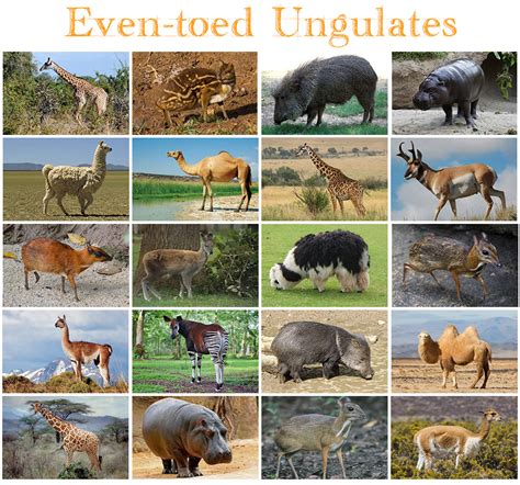 Animals - Even-toed Ungulates Quiz - By kfastic