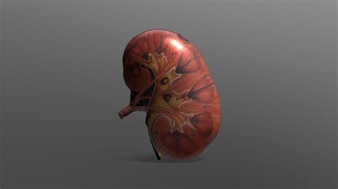 Organ Ginjal Manusia - 3D model by yuliaaini [8241da7] - Sketchfab