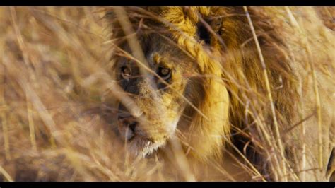 Lion Documentary - YouTube