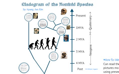 Human Evolution Cladogram by Hyung Jun Kim on Prezi