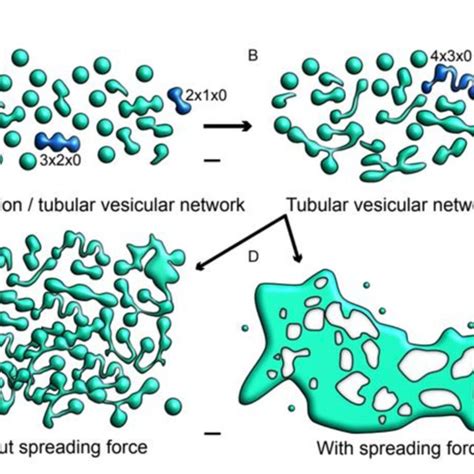 Schematic representation of cell plate development describing the role... | Download Scientific ...