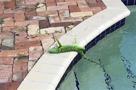 Frozen iguanas to fall from Florida trees