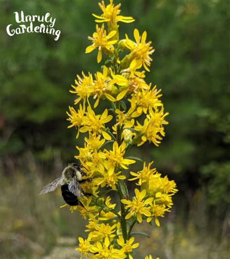 Ragweed vs Goldenrod - The Differences - Unruly Gardening