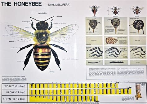 Honeybee | Honey bee facts, Bee, Backyard bee