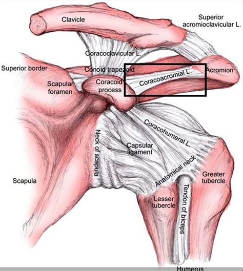 inflamed coracohumeral ligament - Google Search | Shoulder anatomy, Shoulder joint anatomy ...