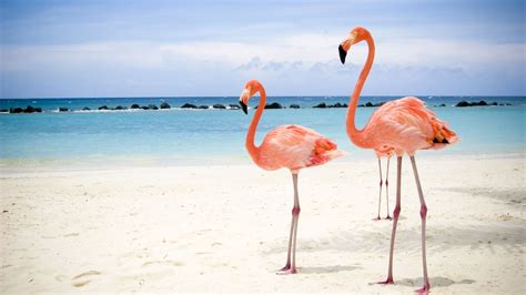 Birds on Beach-High Quality HD Wallpaper Preview | 10wallpaper.com