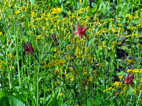 Smoky Mountain Wildflowers