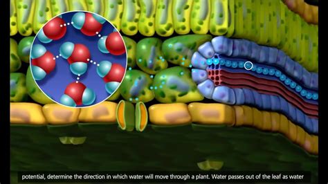 Plant Transport Xylem and Phloem, Transpiration 3D Animation 720p - YouTube