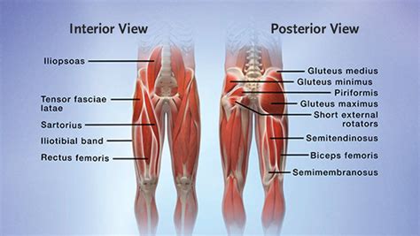 asignación Dónde suelo hip anatomy muscles and tendons juntos Especialmente Quagga