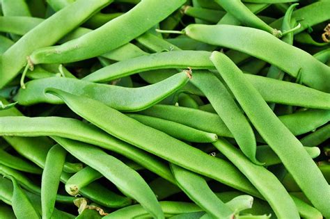 35 of the Best Bush Bean Varieties | Gardener’s Path