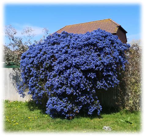 [75+] Ceanothus Varieties Uk Téléchargement Gratuit Gratuit