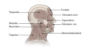 Masseter Muscle: Definition, Innervation & Function | Study.com