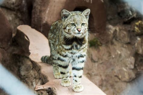 Big Cat 411: All About The Andean Cat