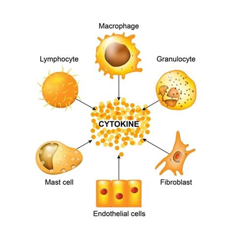The term "cytokine" is derived from a combination of two Greek words ...