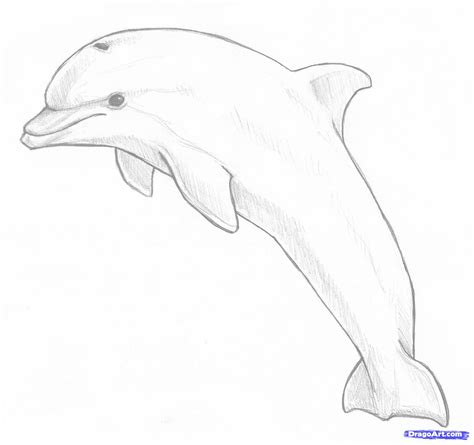 Line Drawing Dolphin at GetDrawings | Free download