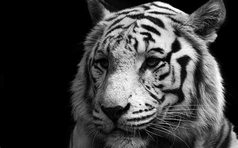 HD wallpaper: tiger, wildlife, black and white, mammal, monochrome ...