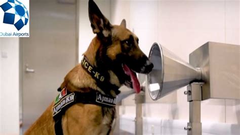 What Are Airport Dogs Sniffing For