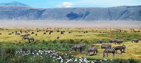 10 cose sorprendenti sul cratere di Ngorongoro – Primaland Safaris Blog