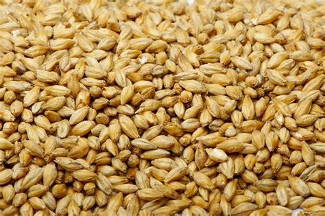 Barley Grain – VVRS Australia