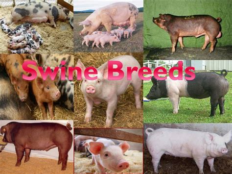 PPT - Swine Breeds PowerPoint Presentation, free download - ID:6686621