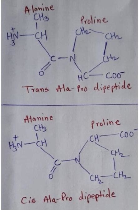 Structure Of Dipeptide