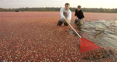 TYWKIWDBI ("Tai-Wiki-Widbee"): Cranberry harvest