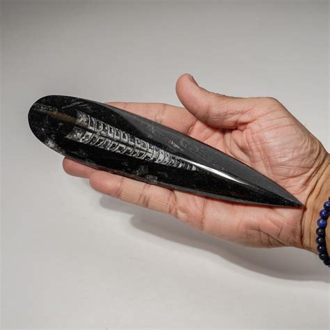 Genuine Polished Orthoceras Fossil // Large - Astro Gallery - Touch of Modern