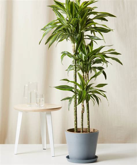 Buy Potted Dracaena Gold Star Indoor Plant - Bloomscape