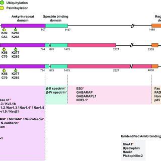 Posttranslational regulation of ankyrin-G and structure-dependent... | Download Scientific Diagram