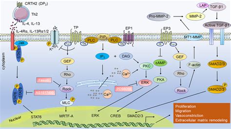 How prostaglandin receptor-related pathways are involved in aggravating ...