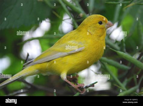 green canary singing-bird Stock Photo - Alamy