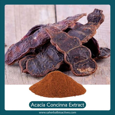 Acacia Concinna Extract - SA Herbal Bioactives