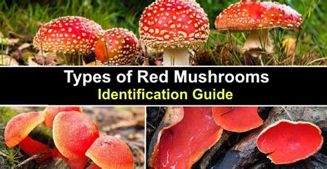 Types of Red Mushrooms (With Pictures) - Identification Guide