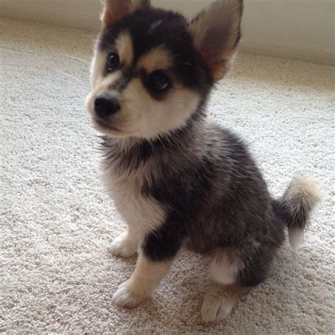 Pomsky Puppies Lovers | All Pomsky Puppies, Info, Picture, Care, Health ...