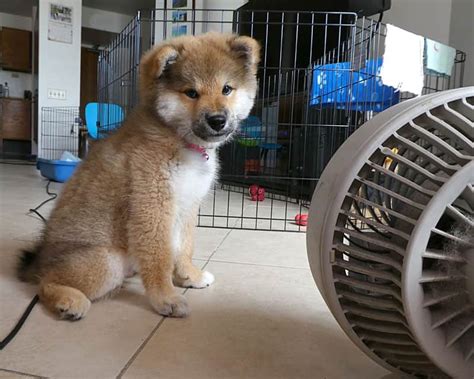 How To Potty Train Your Shiba Inu Puppy - My First Shiba Inu