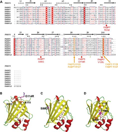 Possible impact of missense mutations on protein structure. ( A ) Amino... | Download Scientific ...