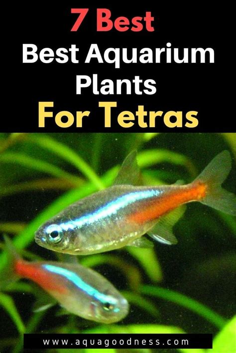 7 Best Aquarium Plants For Tetras - Aqua Goodness