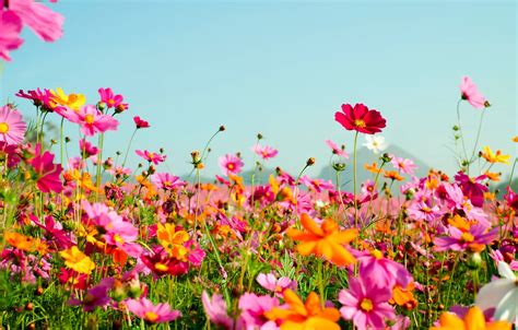 Wallpaper field, summer, flowers, colorful, meadow, summer, field, pink, flowers, cosmos, meadow ...