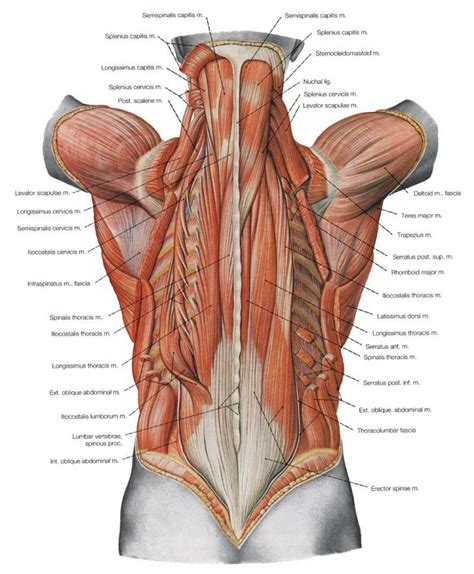 Back Muscles Anatomy Workout : Top Muscle Building Workouts For Men ...