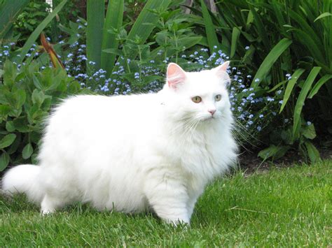 White Fluffy Cat Breed