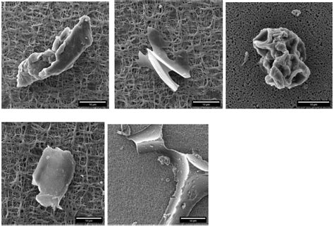 Microplastics in Drinking Water: SEM Investigation | Labcompare.com