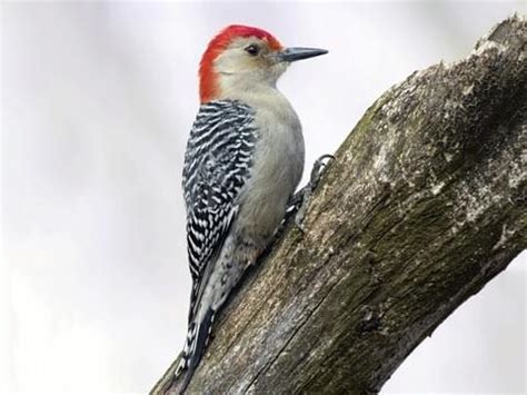 Red-bellied Woodpecker | Celebrate Urban Birds