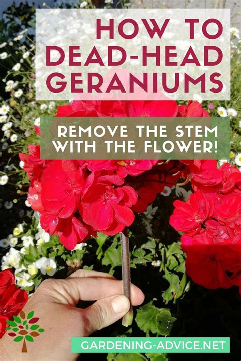 How To Plant A Veggie Garden | Geranium care, Container gardening flowers, Growing geraniums