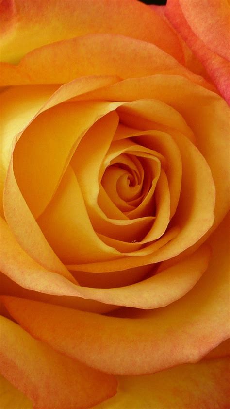 Peach Rose Wallpaper - iPhone, Android & Desktop Backgrounds | Peach ...