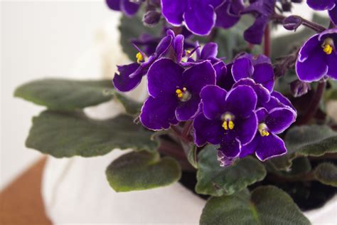 How to Grow and Care for African Violets