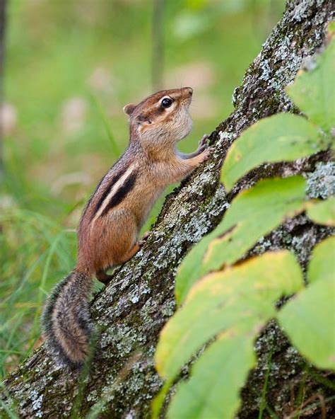 eastern chipmunk