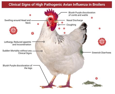 Highly Pathogenic Avian Influenza (HPAI) | University of Maryland Extension