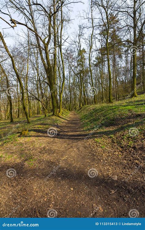 Trees in Forest Early Spring Stock Image - Image of cloudy, silent ...