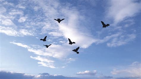 Birds Sky wallpaper | 1280x720 | #11815